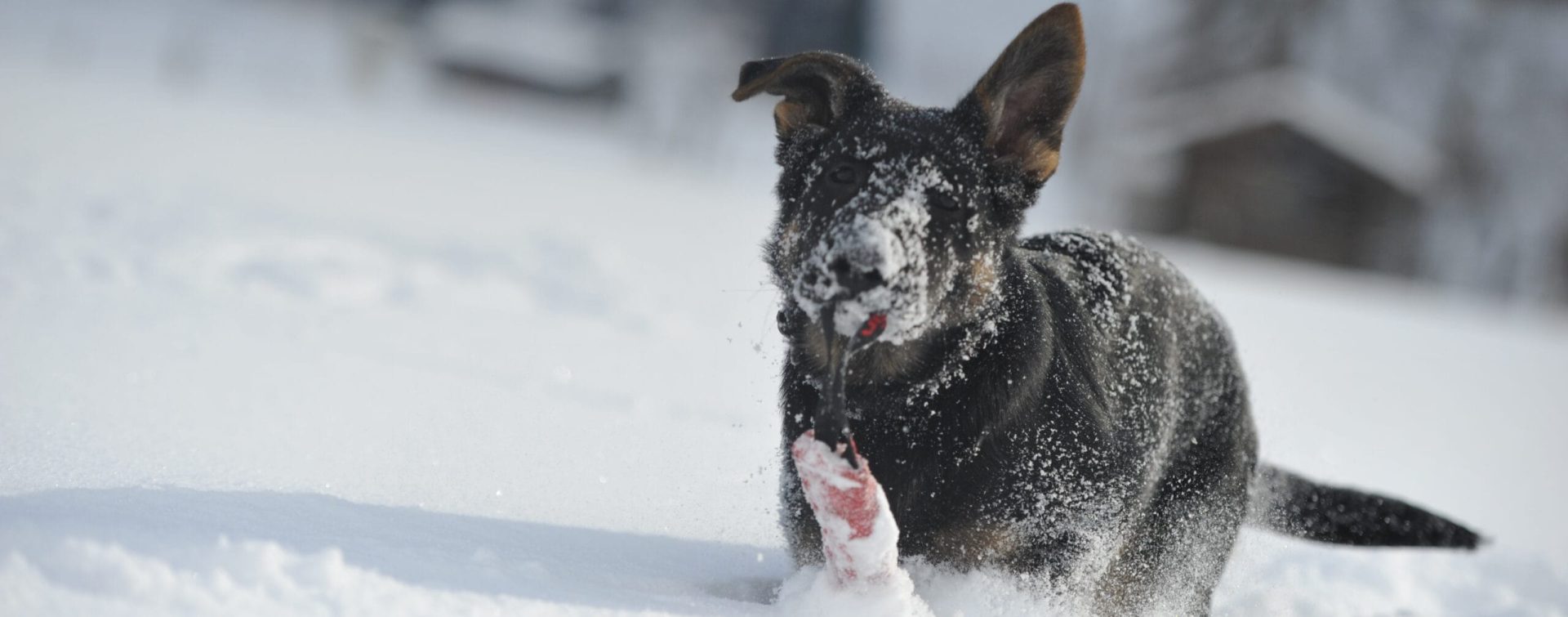 Hundeverein Niedernsill