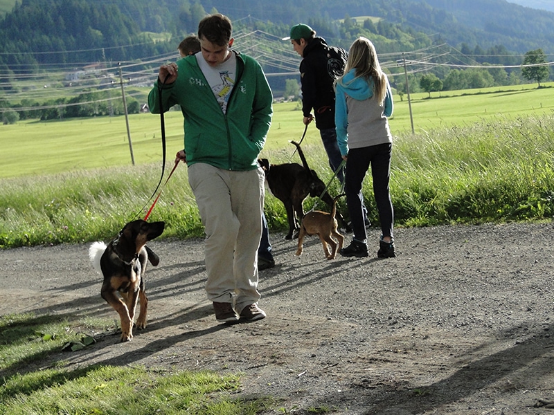 Hundeverein Niedernsill - Die Hundeschule im Pinzgau