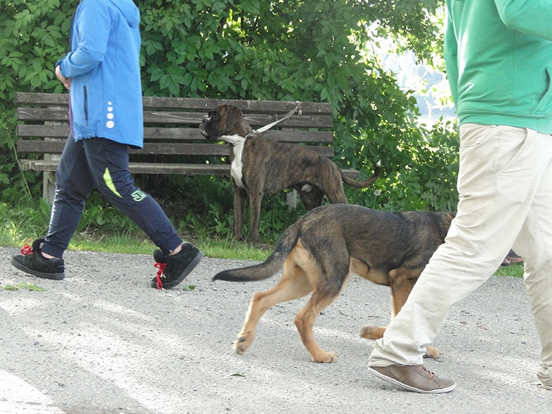 Hundeverein Niedernsill - Die Hundeschule im Pinzgau