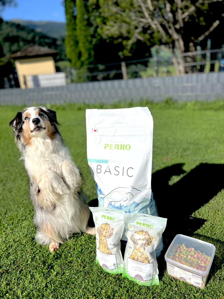 Hund sitzt auf Wiese neben Hundefutter, Trainingsplatz Hundeverein Niedernsill