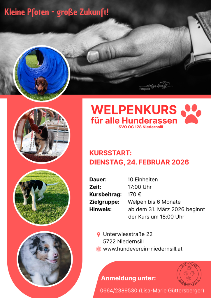 Flyer zum Welpenkurs des Hundevereins Niedernsill mit Kursstart 24. Februar 2026 und Trainingsfotos von Welpen